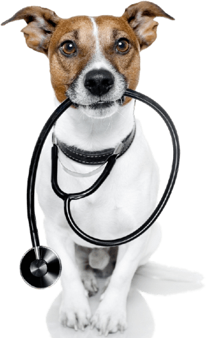 Assegurances Veterinaris per a Gossos
