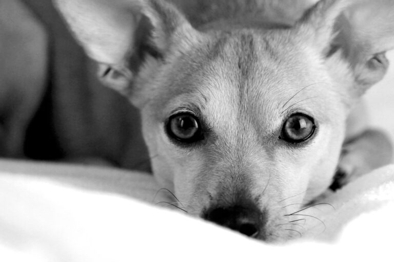 Como queda tu seguro de hogar con la Nueva ley de bienestar  Animal | Seguro Obligatorio para Perros: